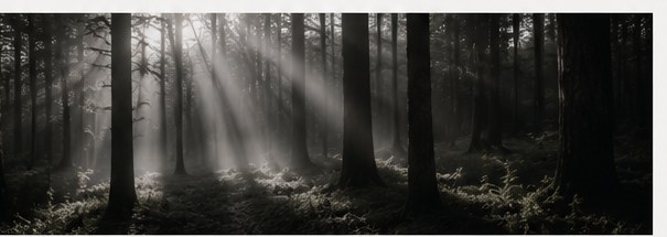 光が差し込む森の風景